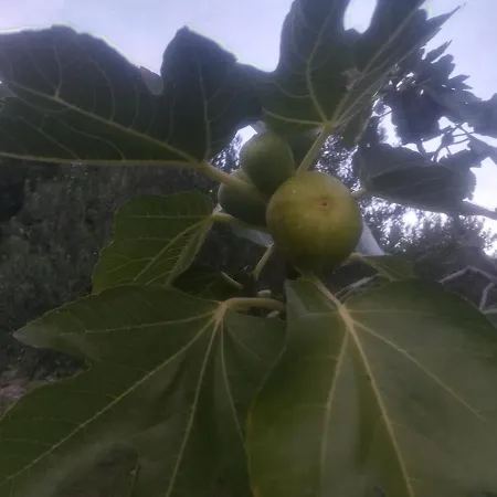 Pelcic,with Wifi And Free Parking Kostrena